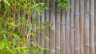 modern Sichtschutz Garten - Foto: iStock/ enjoynz