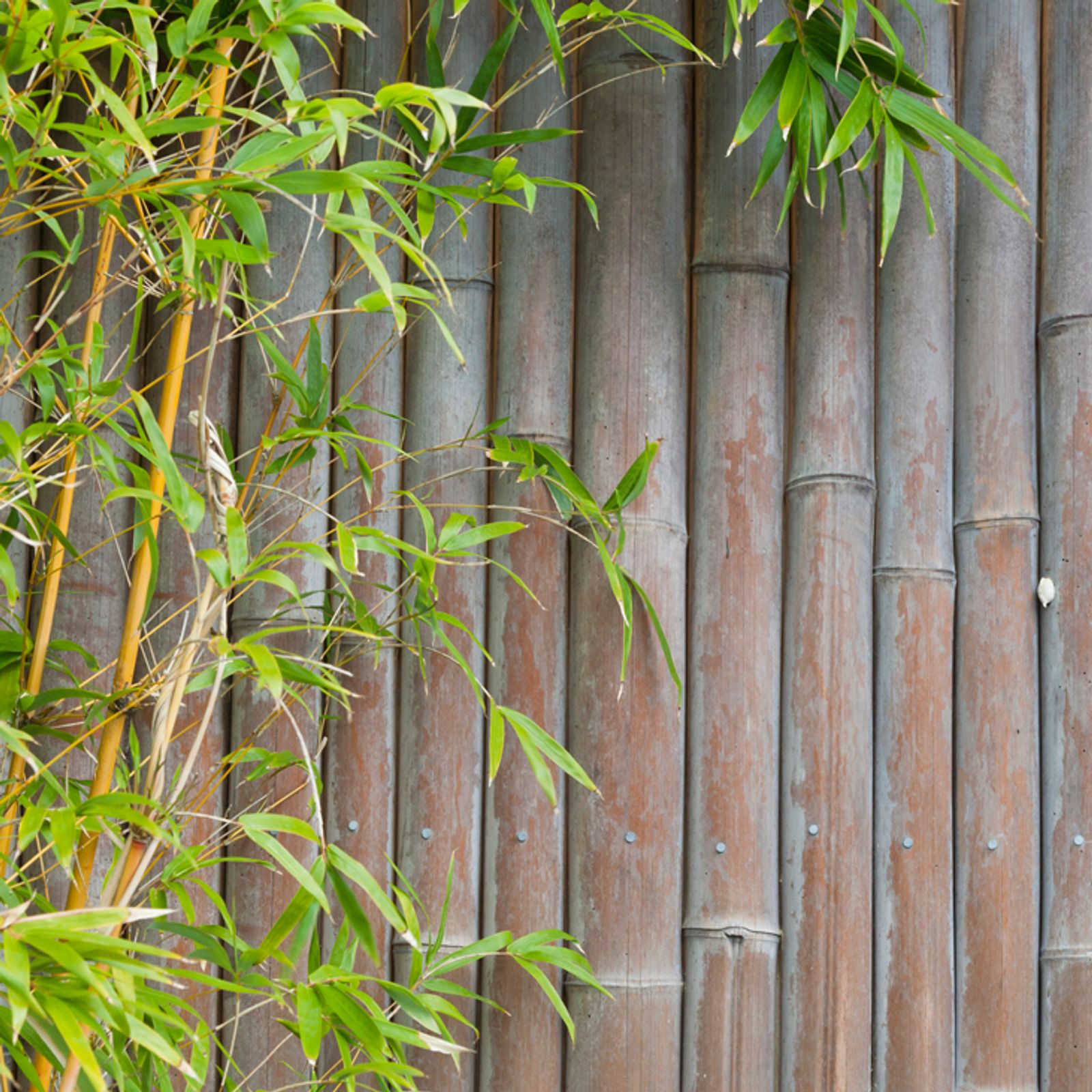 Moderner Sichtschutz fr den Garten: Die beliebtesten Ideen | Selbst