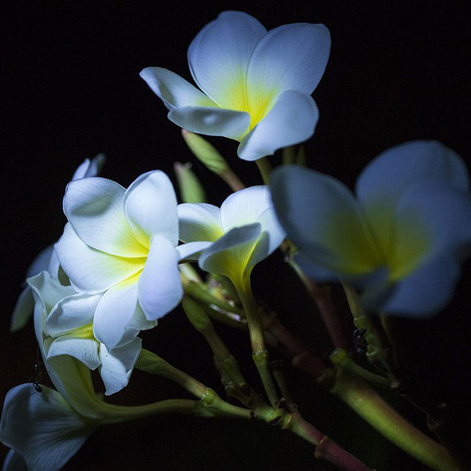 frisch gepflanzte blumen dngen Purgrn Blumendnger 1 Liter