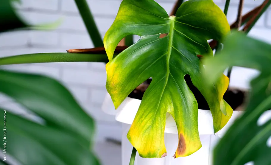 Monstera: Gelbe Blätter