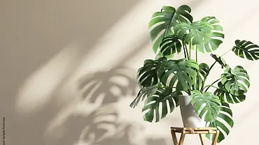 Monstera - Foto: iStock / Suchada Tansirimas Monstera - Foto: iStock / Suchada Tansirimas