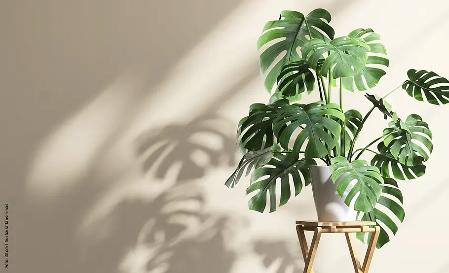 Monstera