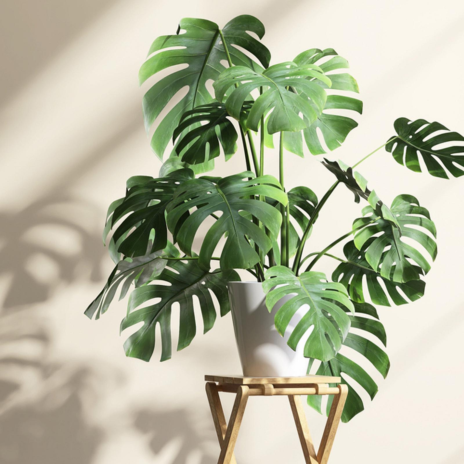 philodendron lauterbachiana Alocasia Lauterbachiana 'Variegata' Rare Houseplant – Odd Leaf main image 0
