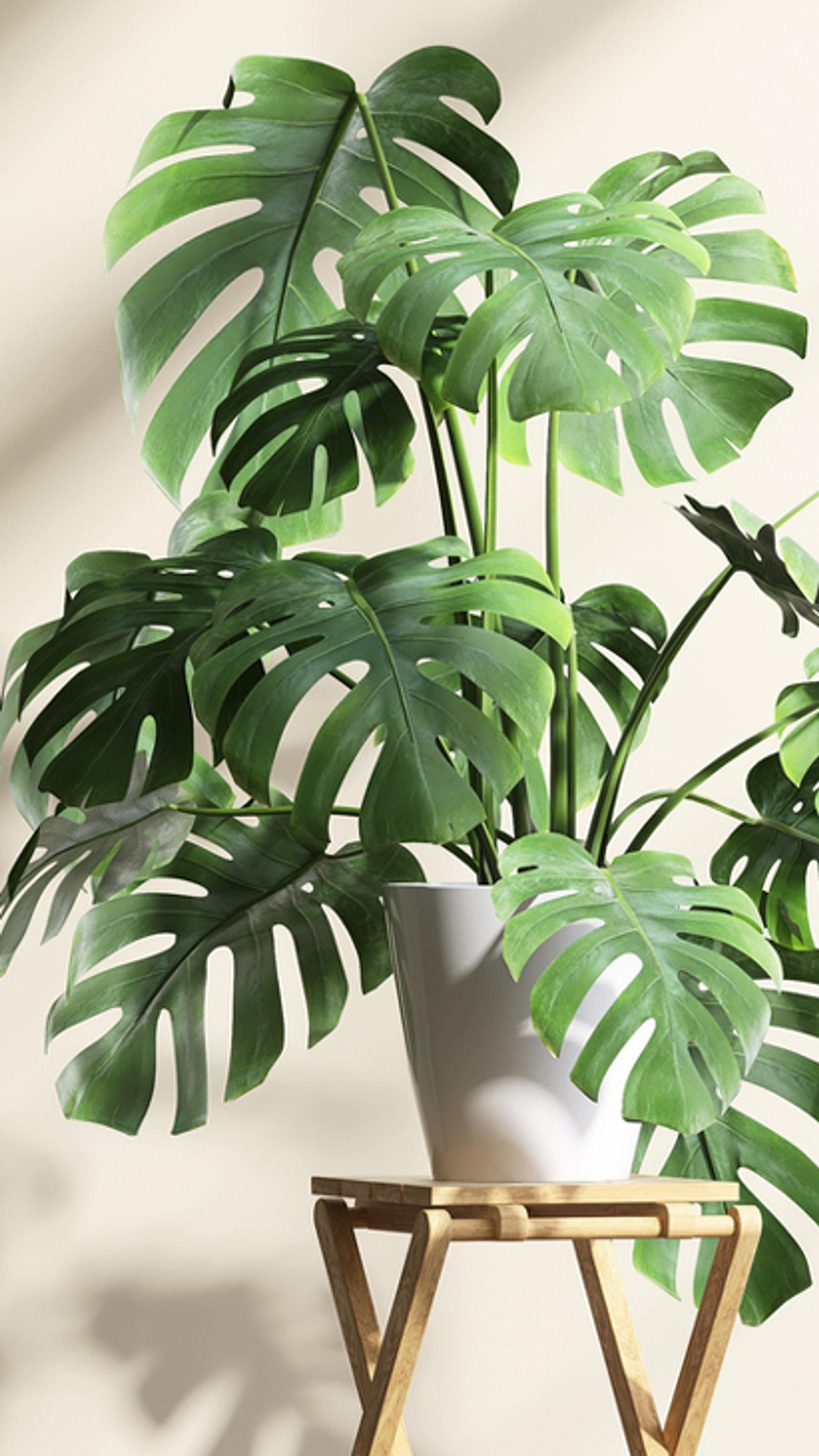 monstera monkey mask kaufen Monstera adansonii 'Monkey Mask' – Jungle Leaves main image 1