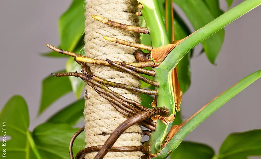 Monstera Luftwurzeln