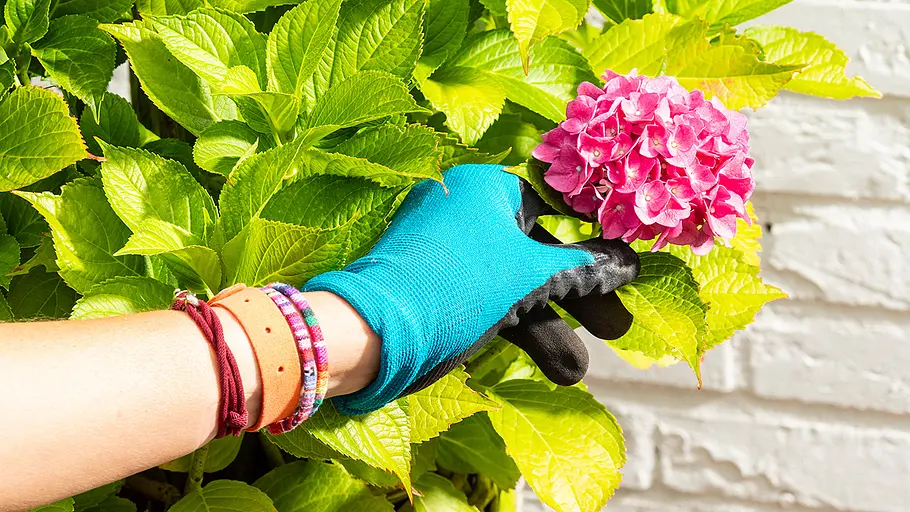 Mückenabwehr-Armbänder Ein Arm mit bunten Mückenabwehr-Armbändern und blauer Gartenhandschuh hält eine pinke Blüte vor grünem Laub und weißer Mauer.