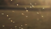 Mücken - Foto: segovax / pixelio.de