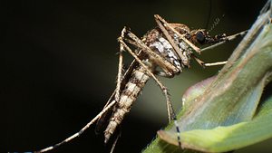 Mücken vertreiben - Foto: Frank Hollenbach / pixelio.de