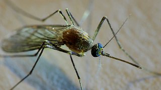 Mückenfalle - Foto: Peashooter / pixelio.de