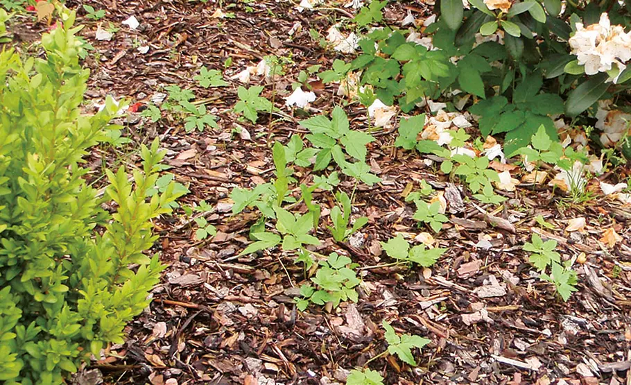 Mulch: Schutz für den Boden Garten