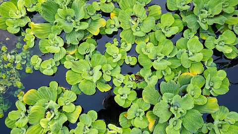 Muschelblume - Foto: iStock / HildaWeges