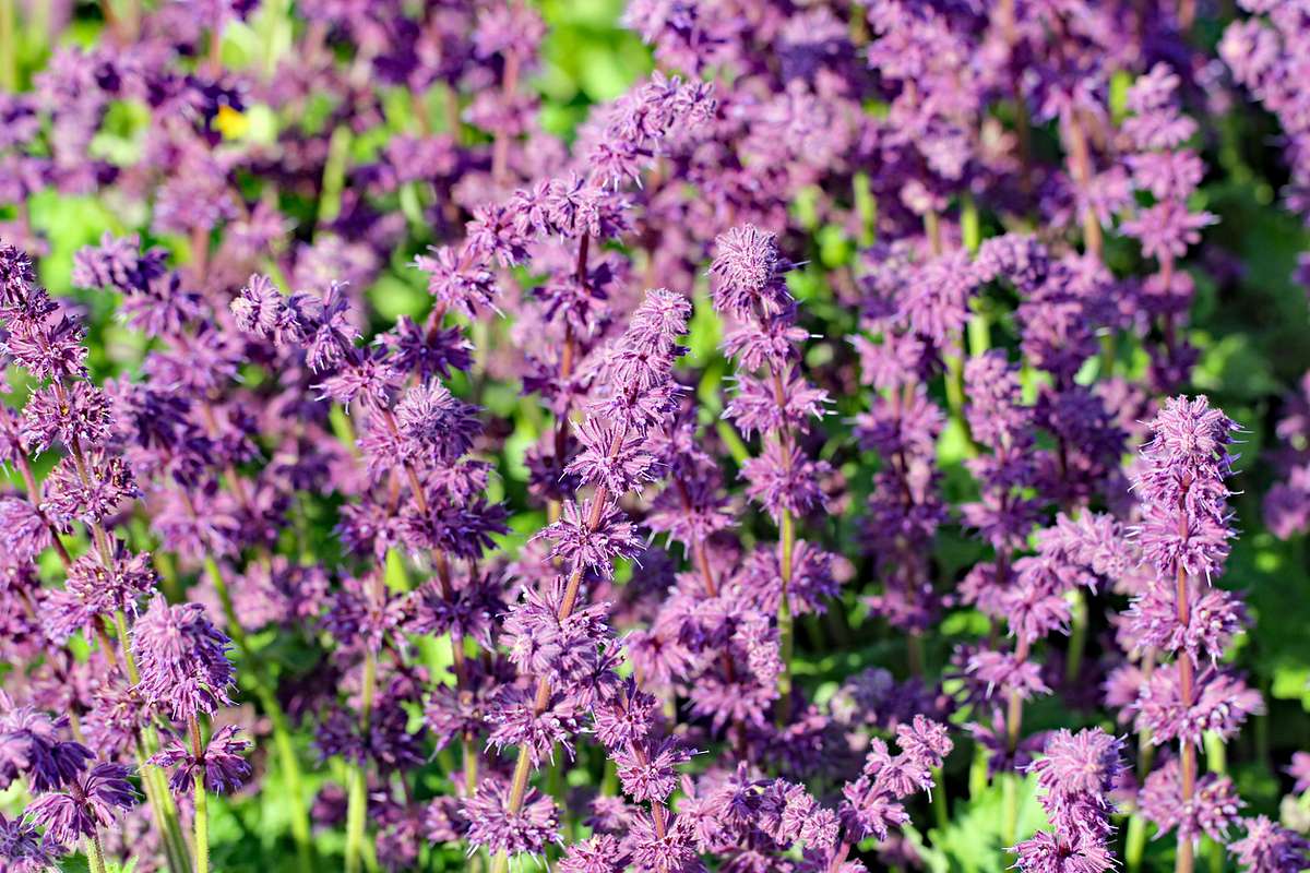 Nahaufnahme der quirlblütigen Blüten des Muskateller-Salbei (Salvia verticillata). Sie blühen in hellem lila und sehen gefiedert aus.