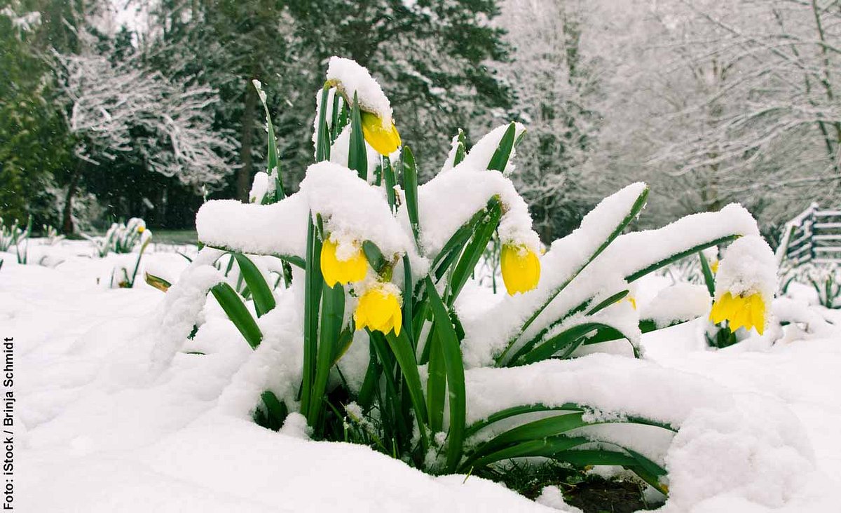 Gelbe Narzissen im Winter mit vom Schnee gebeugten Köpfen