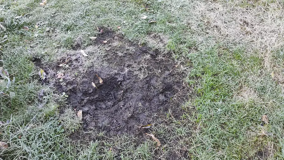 Auf sehr weichem Boden drehten die Reifen des Roboters recht schnell durch. Winterliche Rasenfläche mit einem erdigen Bereich, in dem sich ein Mähroboter festgefahren hat.