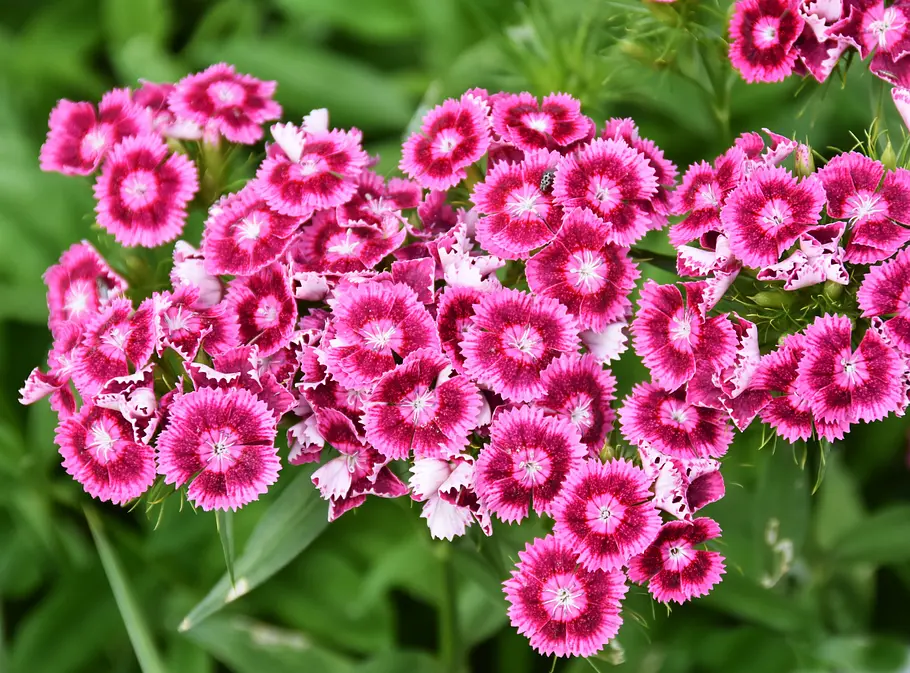 Nelken (Dianthus) Nelken (Dianthus)