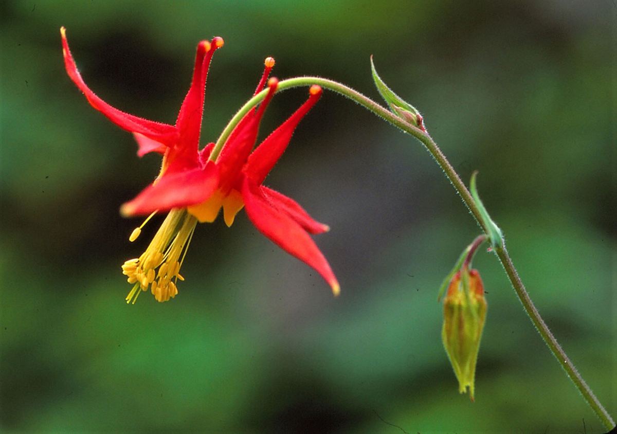 Nordamerikanische Akelei Aquilegia canadensis