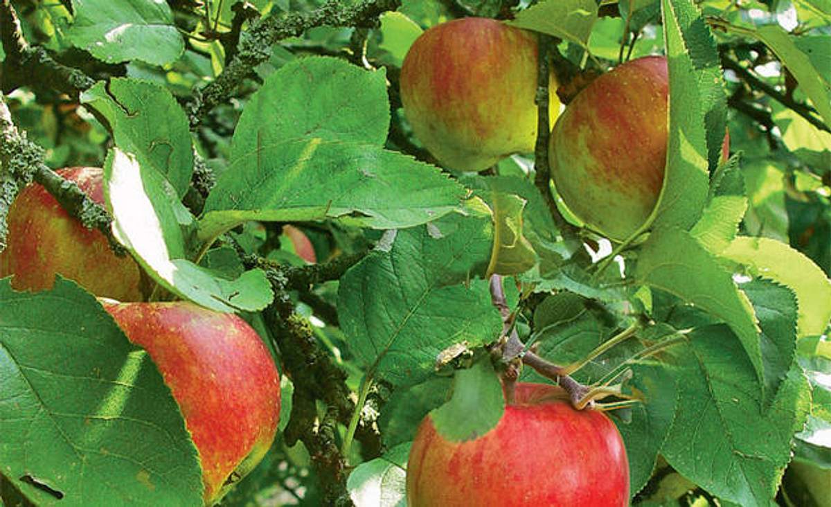 Obstbäume veredeln