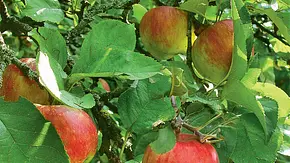Obstbäume veredeln Obstbäume veredeln