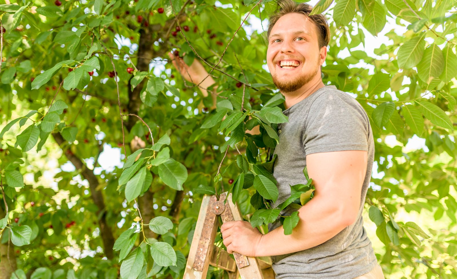 Obstbaumleitern: Welche bieten sicheren Halt? | Selbst