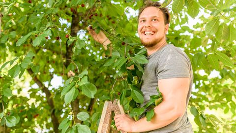 Obstbaumleiter - Foto: iStock/ tihomir_todorov