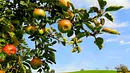Diese Obstbäume brauchen einen Partner Diese Obstbäume brauchen einen Partner