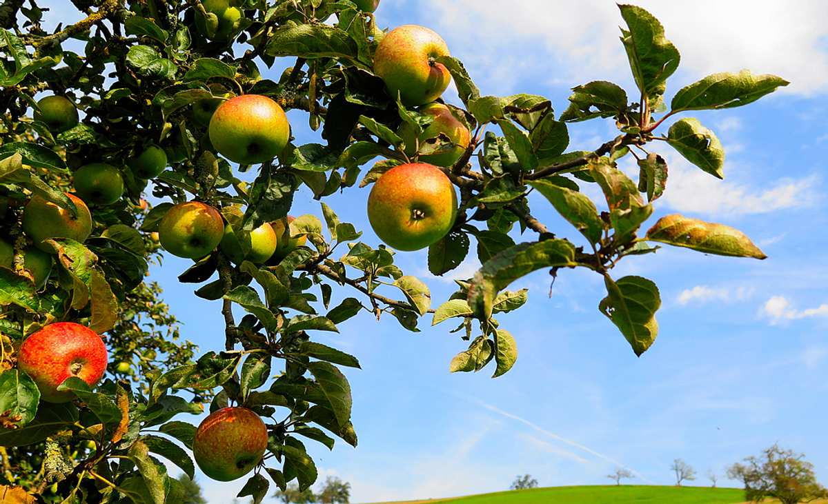 Obstbaumschnitt