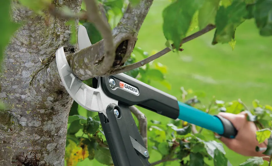 Obstbaumschnitt: Apfelbaum schneiden