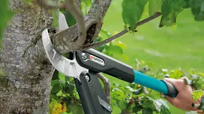 Apfelbaum schneiden - Foto: sidm Apfelbaum schneiden - Foto: sidm