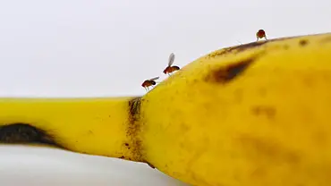 Obstfliege - Foto: iStock/PaulinaKon Obstfliege - Foto: iStock/PaulinaKon