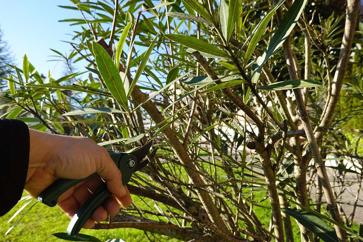 Mann hält eine Gartenschere an einen Zweig eines Oleanders und beschneidet ihn vor der Überwinterung