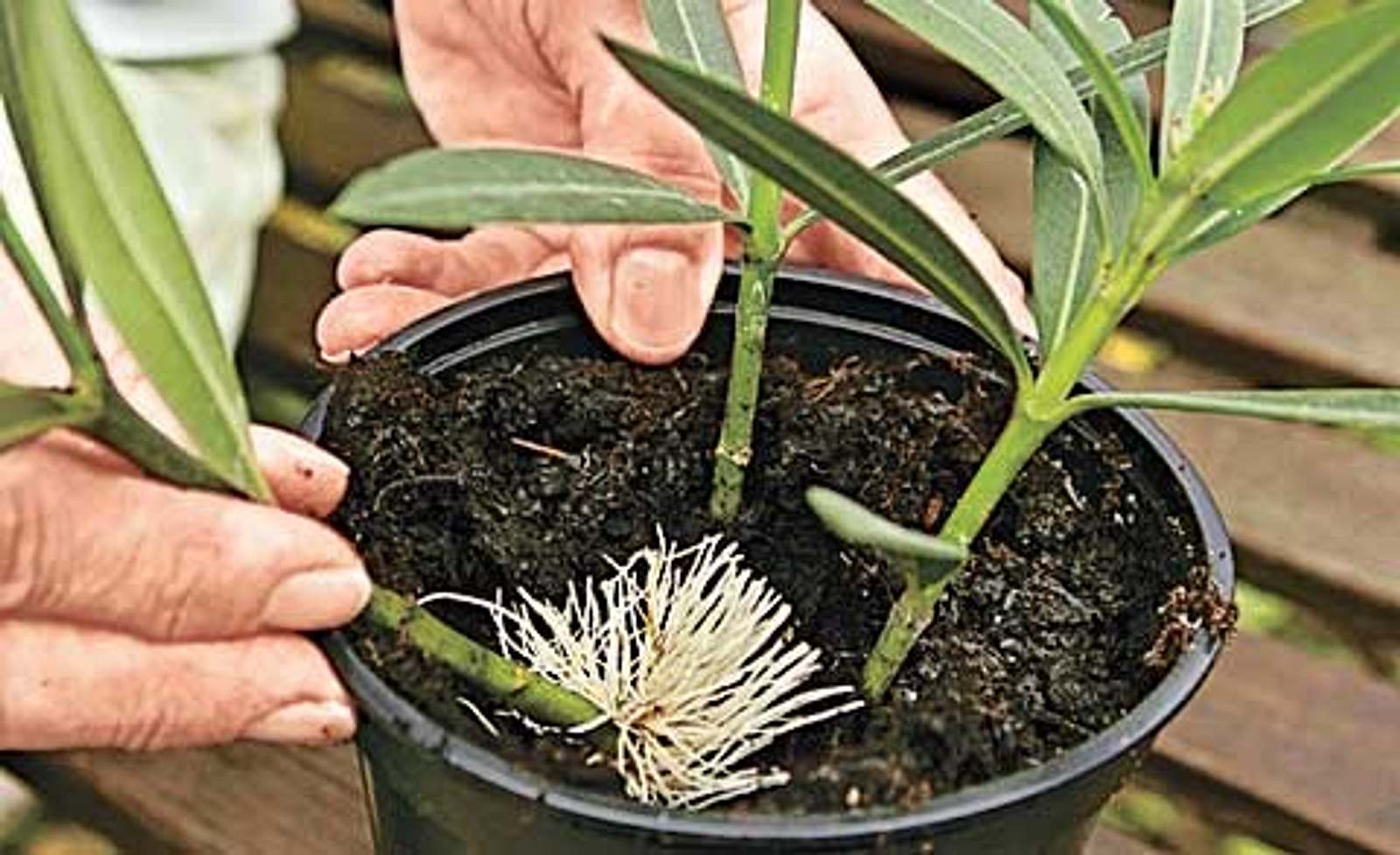 Steckling, Samen oder Teilung: So vermehren Sie den Oleander | Selbst