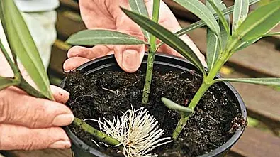 Oleander vermehren - Foto: sidm / Archiv
