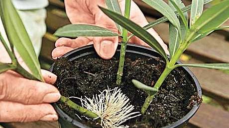 Oleander vermehren - Foto: sidm / Archiv