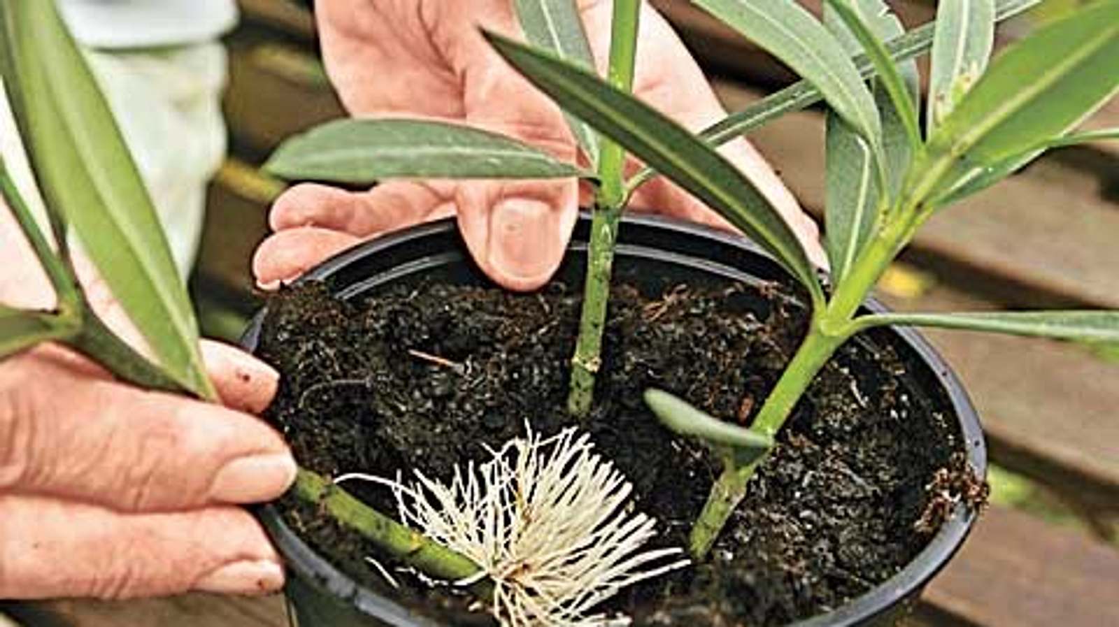 mimosa pudica plant Sensitive Plant Mimosa – 50 Seeds – Responds When Touched main image 1