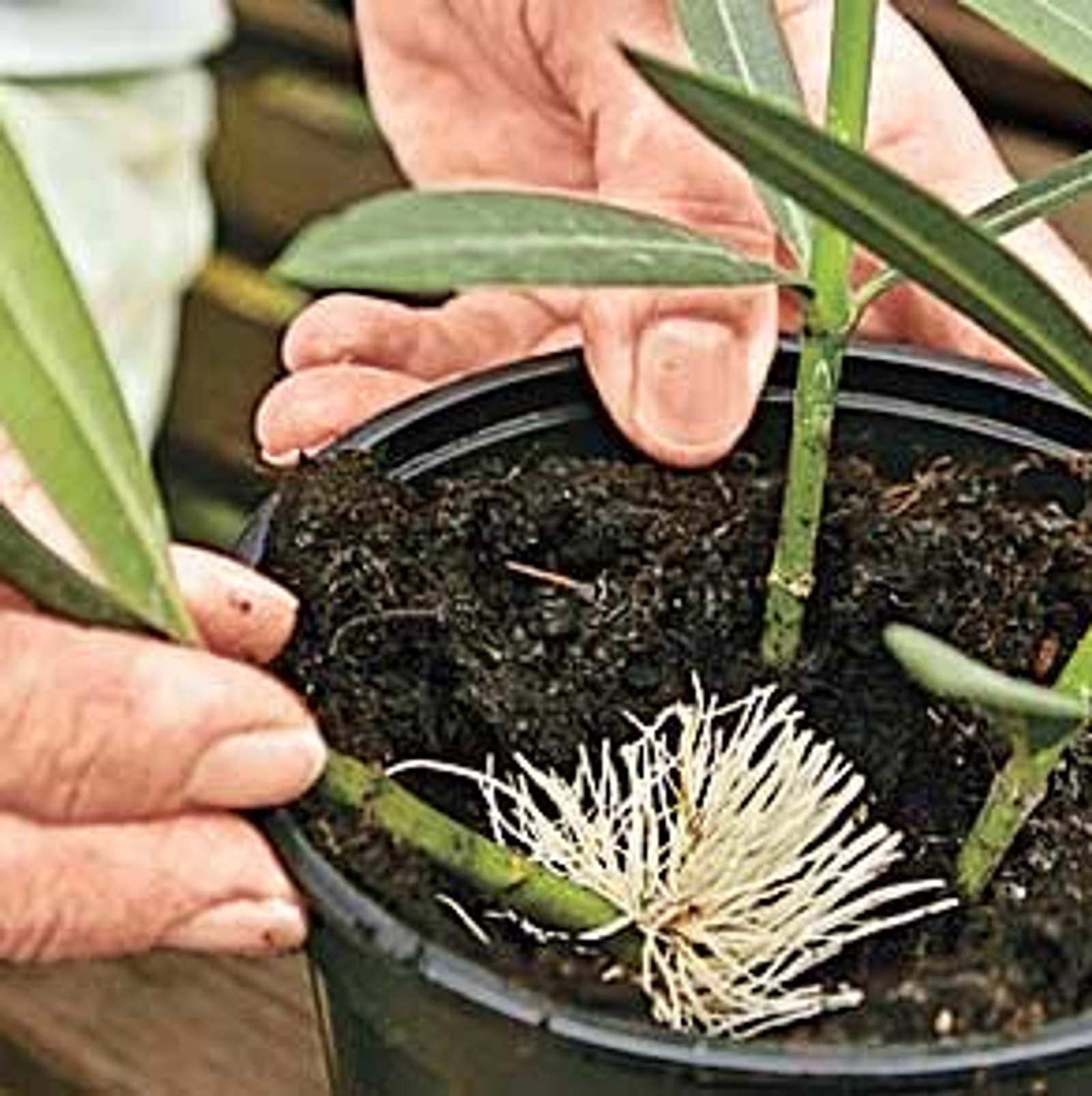 Steckling, Samen oder Teilung: So vermehren Sie den Oleander | Selbst