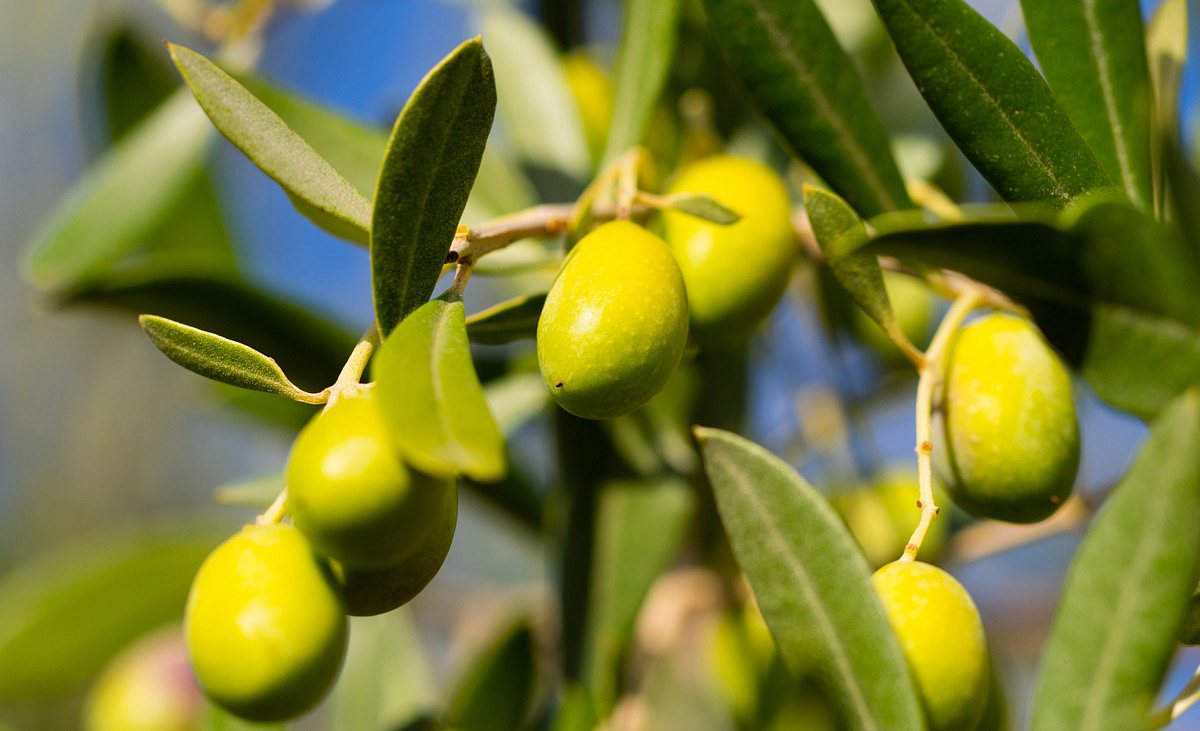 Olivenzweig mit Oliven