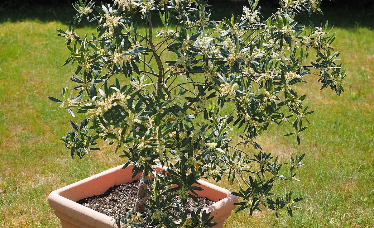 Olivenbaum im Kübel