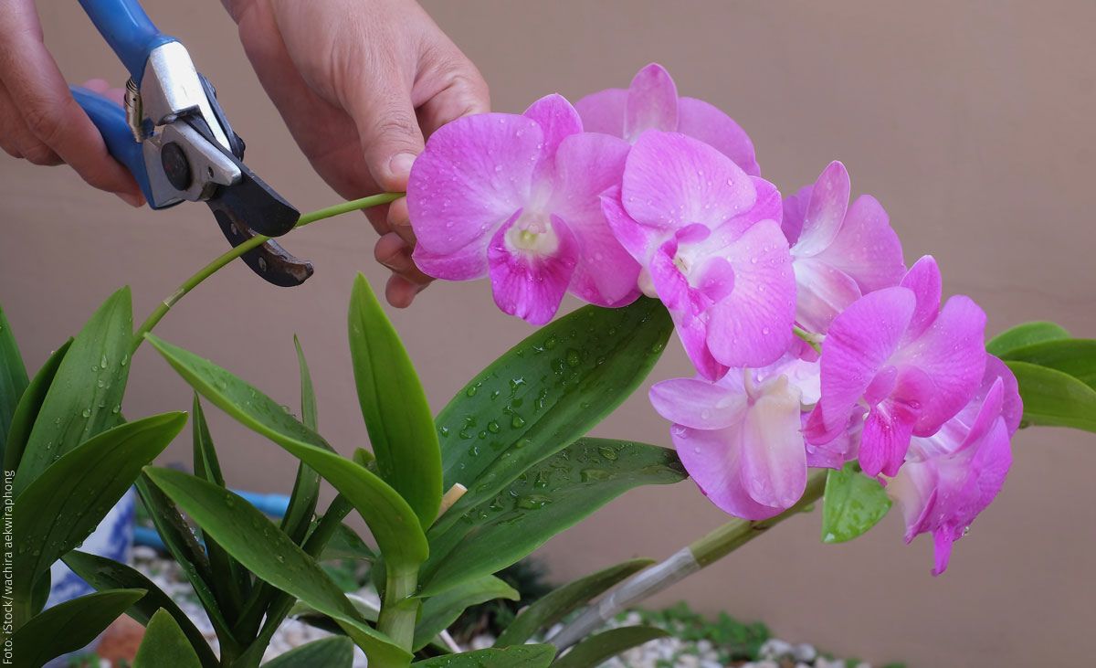 Orchidee schneiden