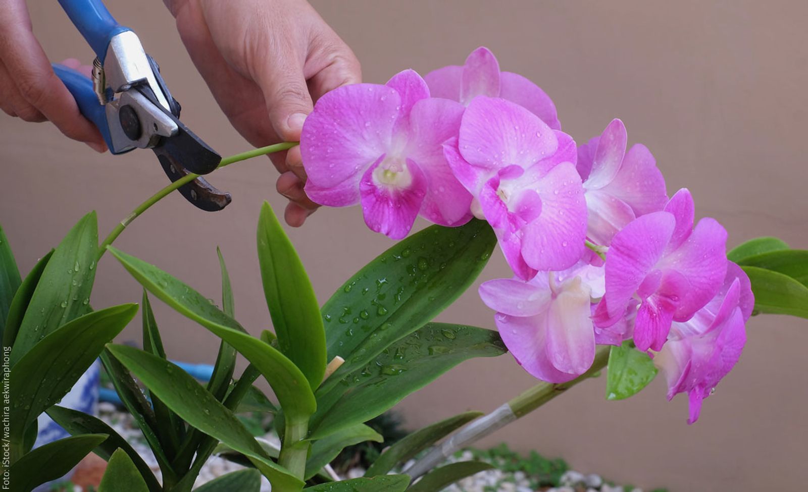 Orchideen schneiden selbst.de