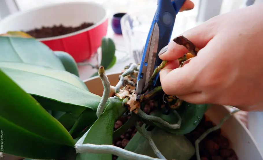 Orchidee schneiden