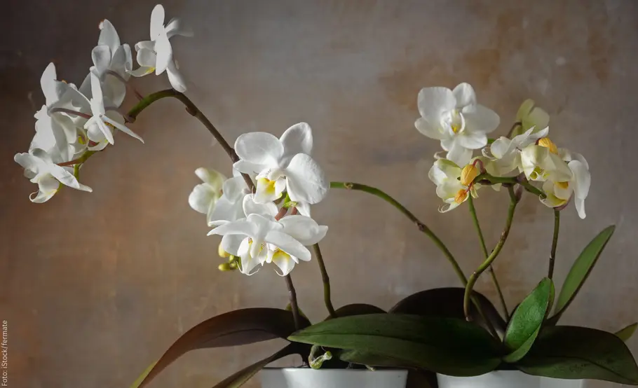 Orchidee schneiden