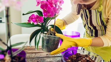 Orchidee Topf - Foto: Foto: iStock/Maryviolet