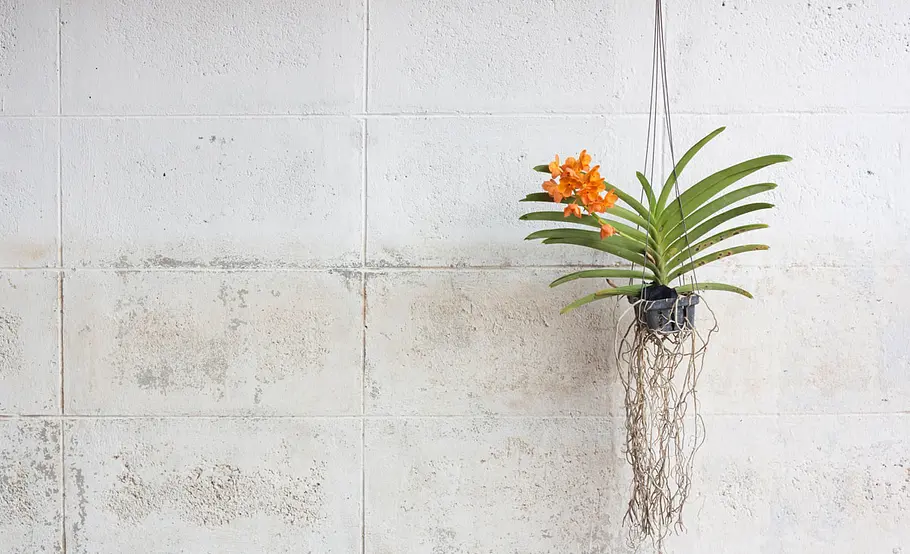 Orchidee Topf