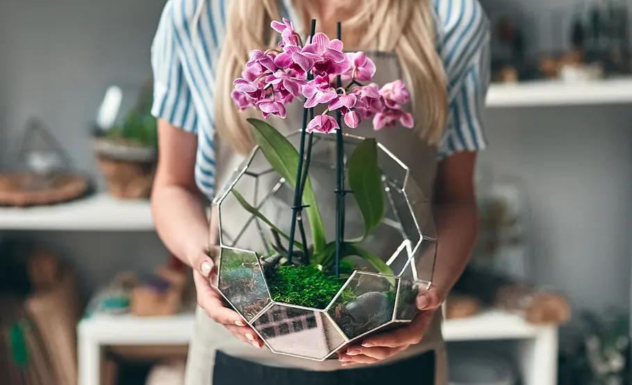 Orchidee Topf