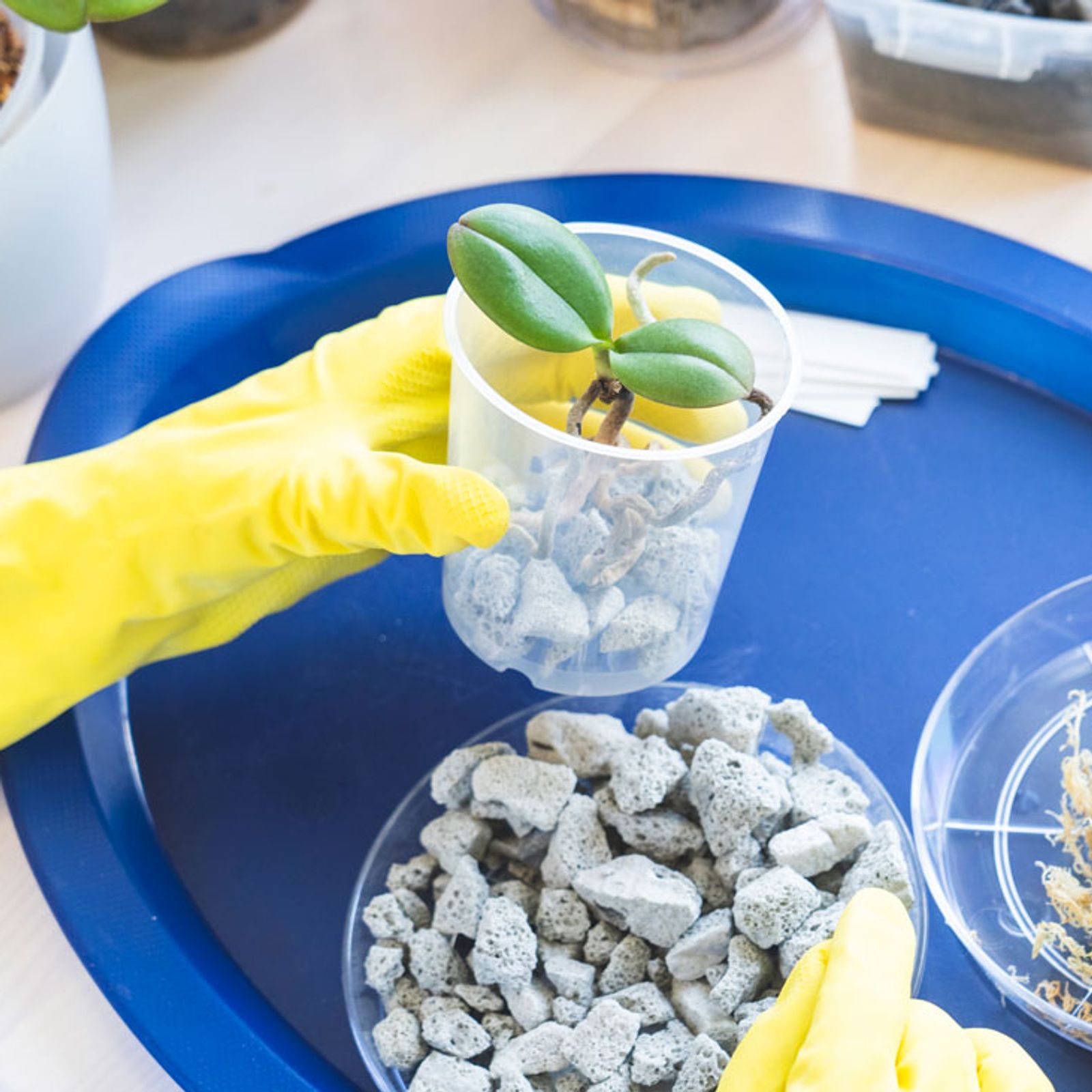 Orchideen vermehren: Ableger, Teilung, Stecklinge | Selbst
