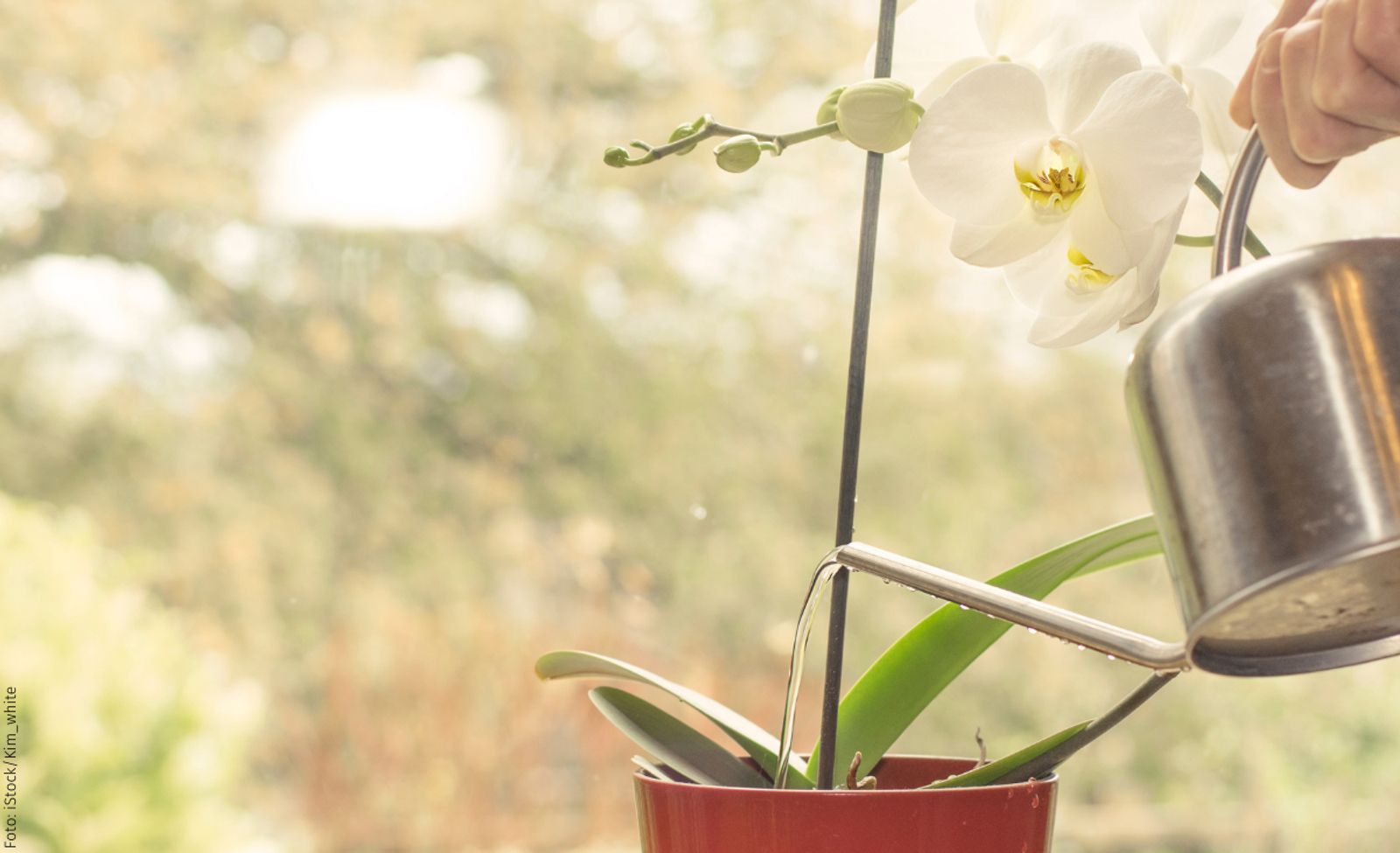 Orchideen gießen selbst.de