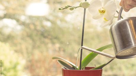 Orchideen gießen - Foto: iStock/Kim_white