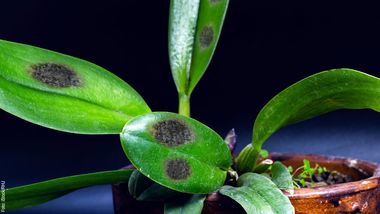 Orchideen Krankheiten - Foto: iStock/RHJ
