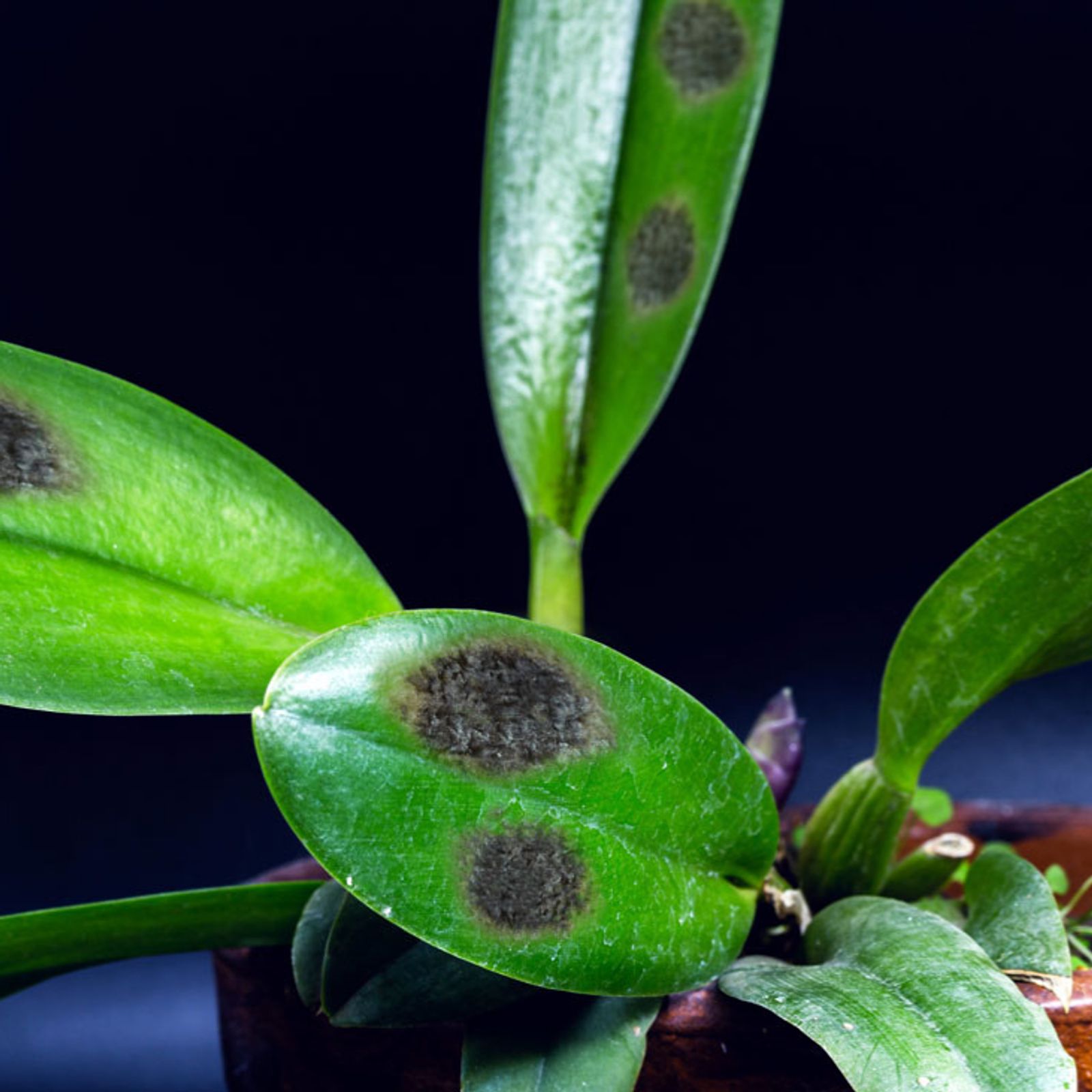 Orchideen Krankheiten | Selbst