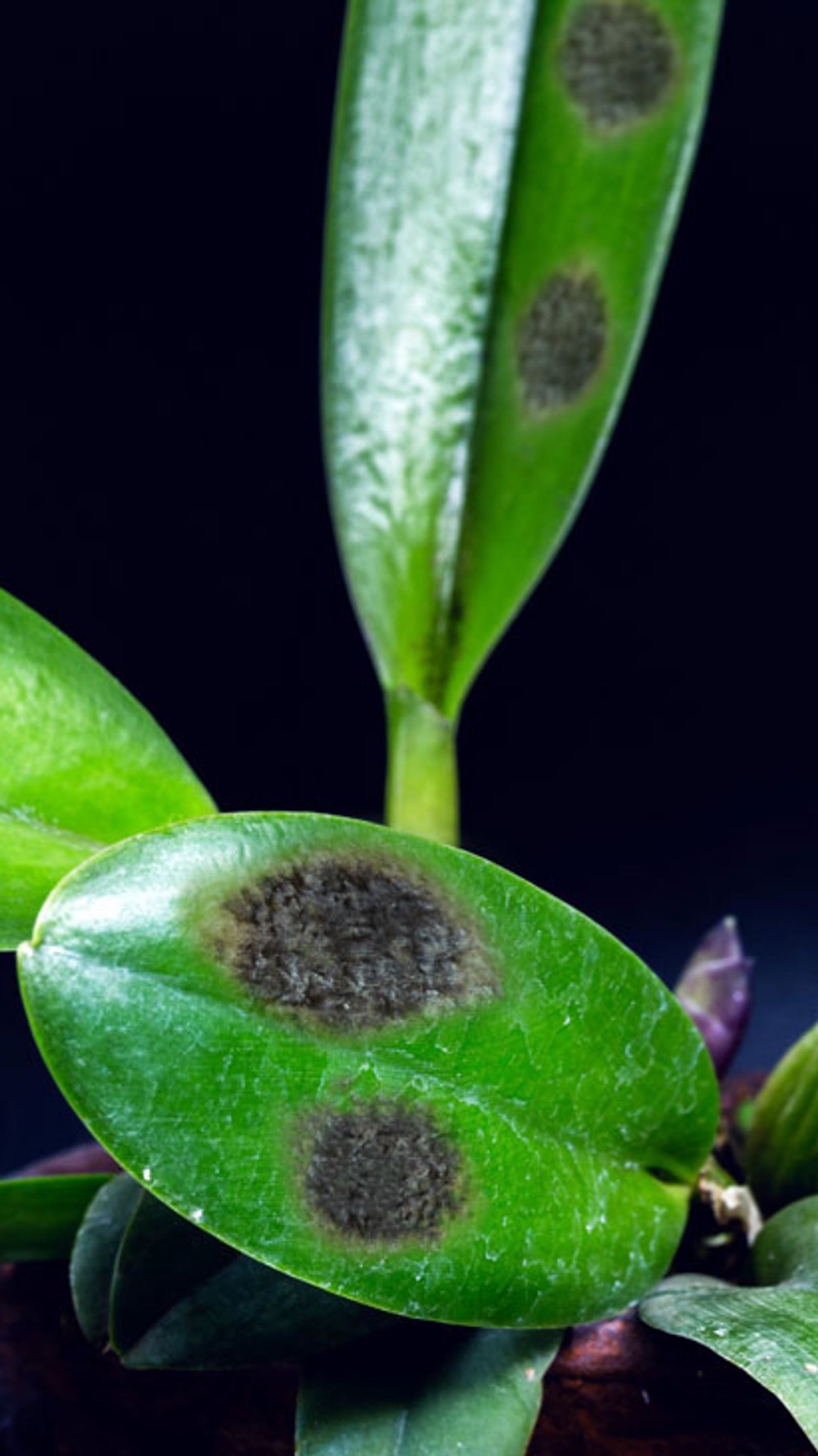 Orchideen Krankheiten | Selbst